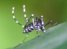 Aedes albopictus image