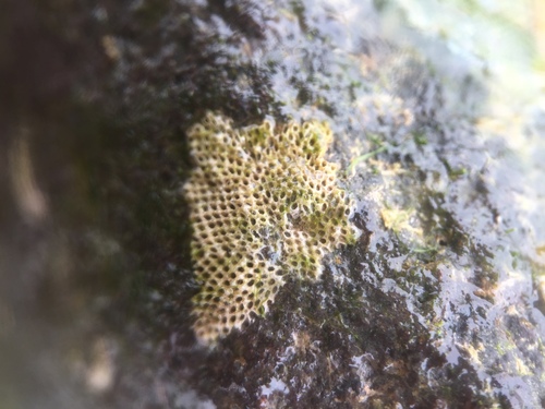 Amphiblestrum auritum