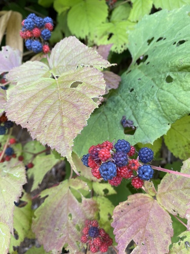 Rubus mesogaeus