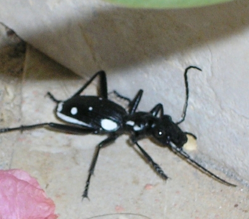 Anthia sexmaculata
