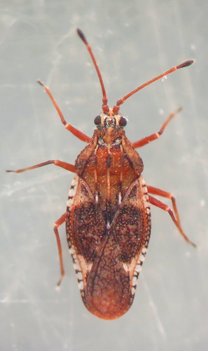 hawthorn lacebug
