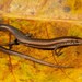 Tetradactylus seps - Photo (c) Tyrone Ping, όλα τα δικαιώματα διατηρούνται, uploaded by Tyrone Ping