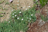 Thread-leaved Sandwort - Photo (c) Wendy Feltham, all rights reserved, uploaded by Wendy Feltham