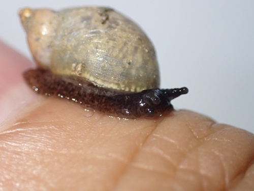 Oval Ambersnail