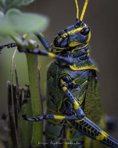 Chromacris colorata