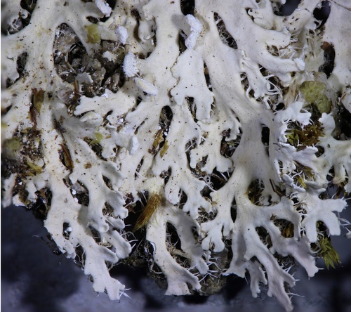 Powdered Fringe Lichen