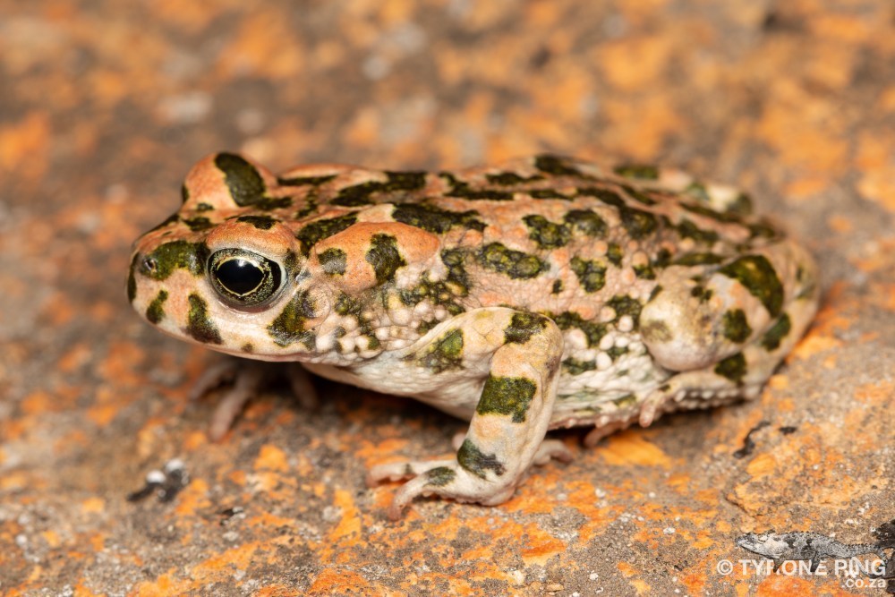 Paradise Toad (Vandijkophrynus robinsoni) · iNaturalist