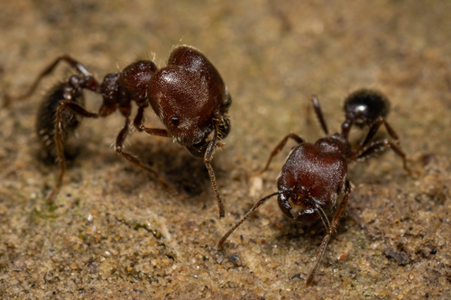 Trichomyrmex crinicepsTrichomyrmex criniceps