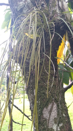 Radiovittaria stipitata
