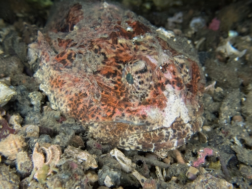 Buffalo Sculpin