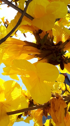 photo of Western Honey Bee (Apis mellifera)