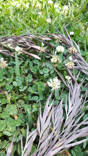 photo of Western Honey Bee (Apis mellifera)