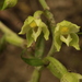 Epipactis albensis - Photo (c) naturalist, all rights reserved, uploaded by naturalist