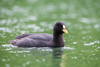 Red-gartered Coot - Photo (c) Mariano Ordoñez, all rights reserved, uploaded by Mariano Ordoñez