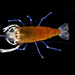 Spotted Bumblebee Shrimp - Photo (c) scientik, all rights reserved