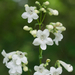 White-wand Beardtongue - Photo (c) Eric Hunt, all rights reserved