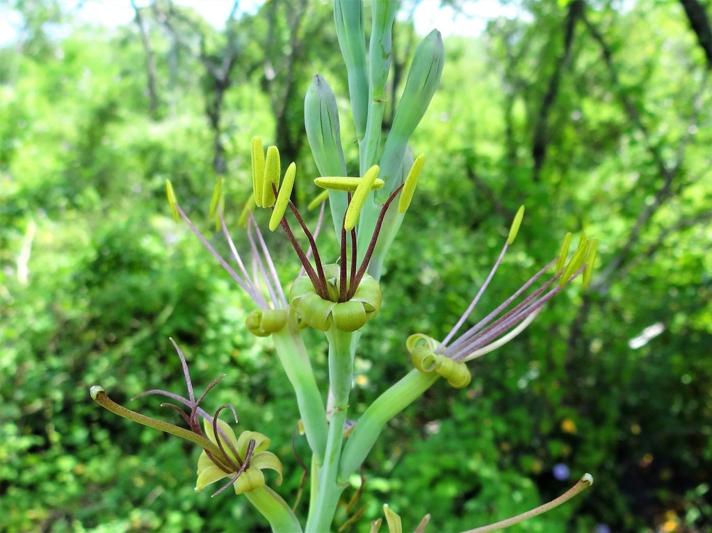 Manfreda scabra