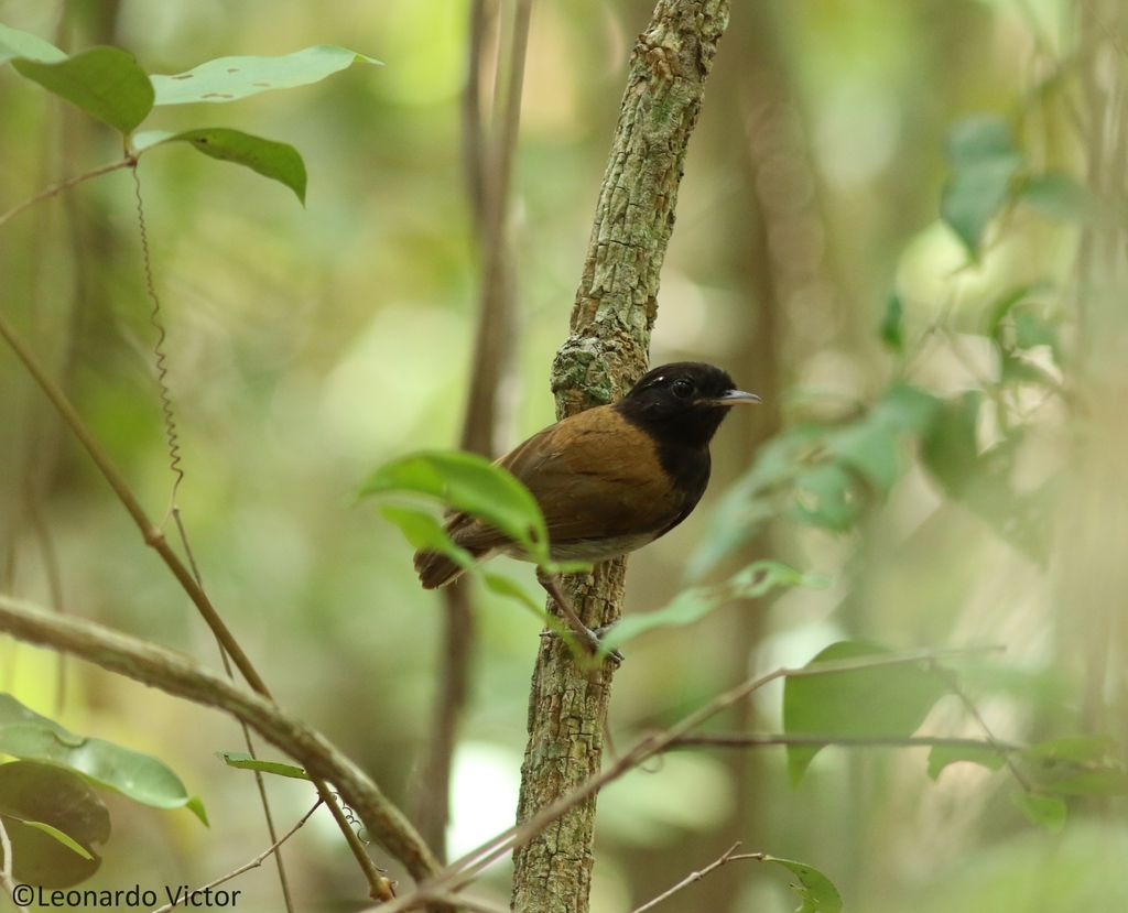Hooded Gnateater (Conopophaga roberti) photo
