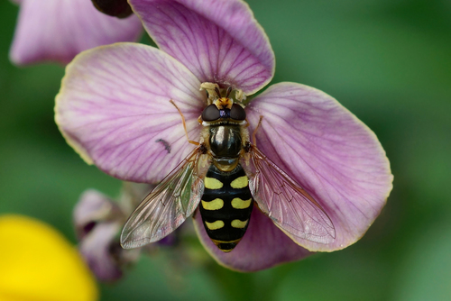 Black-tailed Aphideater