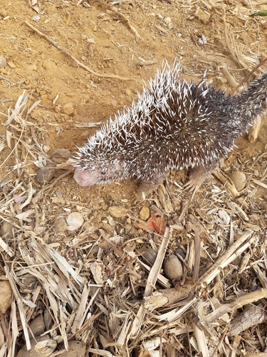 Baturité Porcupine (Coendou baturitensis) — Data Deficient Mammalia