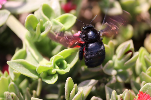 photo of (Neoxylocopa)