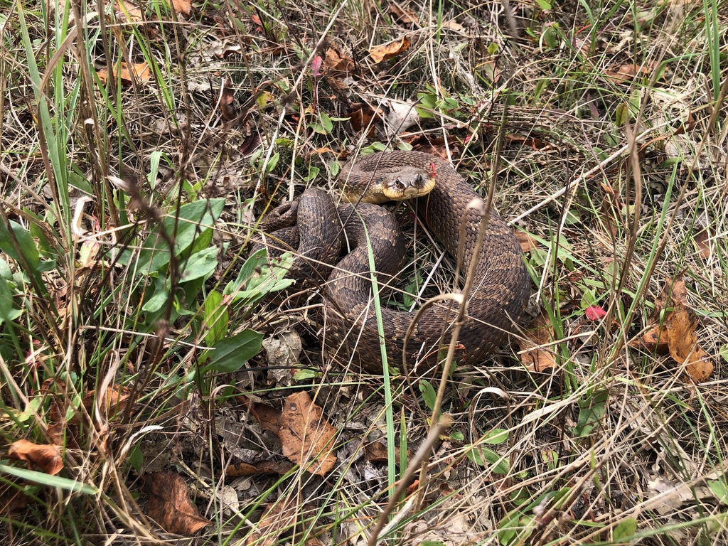 Eastern Hognose Snake from Devil's Lake State Park, Merrimac, WI, US on