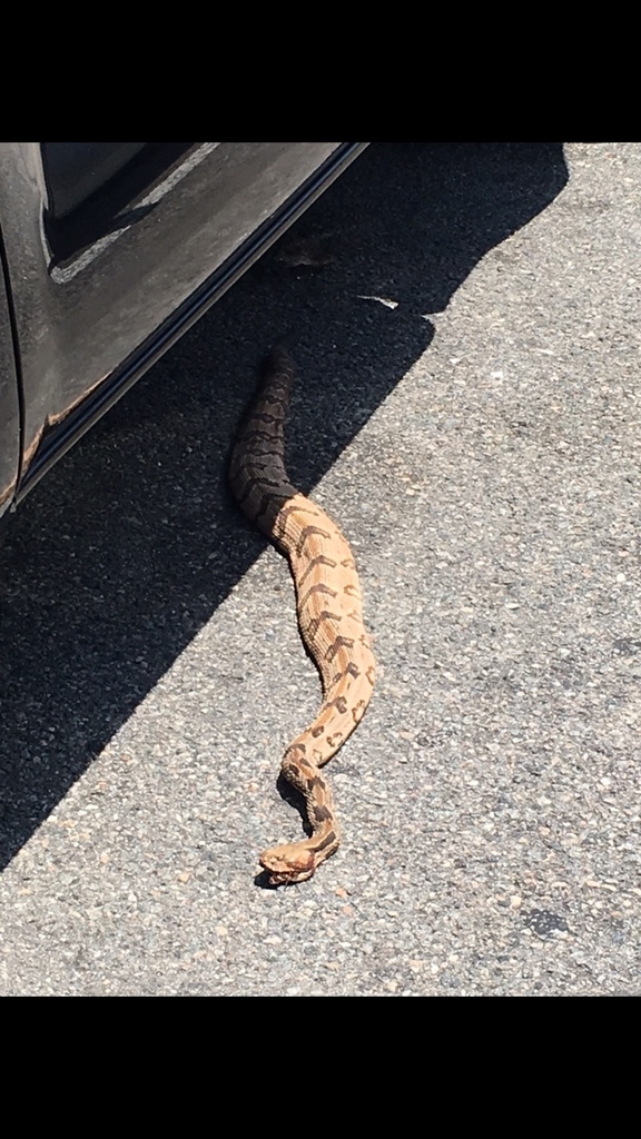 Timber Rattlesnake from 15581610 Strand, Tybee Island, GA, US on March
