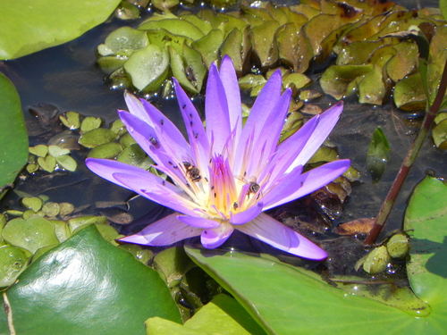 Day Waterlily