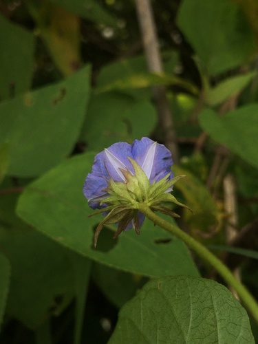 Skyblue Clustervine
