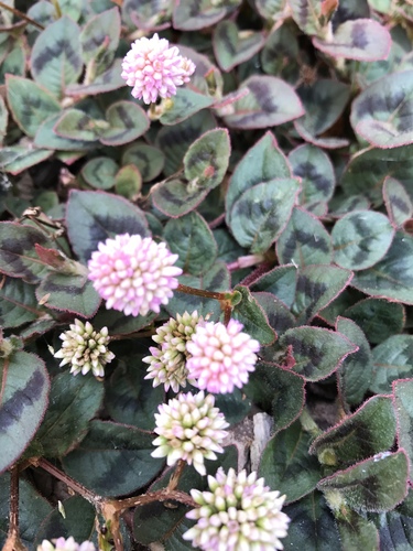 pink knotweed