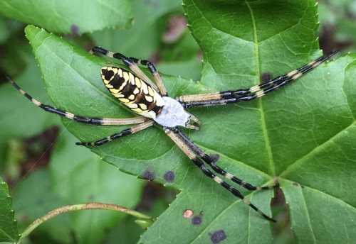 Spiders of the Southeastern United States's Check List · iNaturalist.org