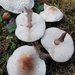 Lepiota - Photo (c) Peter Bell, all rights reserved, uploaded by Peter Bell