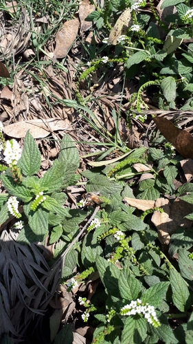 photo of Western Honey Bee (Apis mellifera)