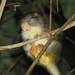 Amazon Bamboo Rat - Photo (c) edwardhurme, all rights reserved, uploaded by edwardhurme