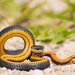 Southern Ringneck Snake - Photo (c) Anne, all rights reserved, uploaded by Anne