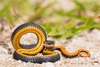 Southern Ringneck Snake - Photo (c) Anne, all rights reserved, uploaded by Anne
