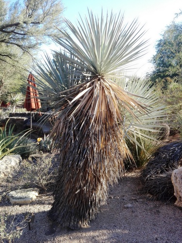rigid blue yucca