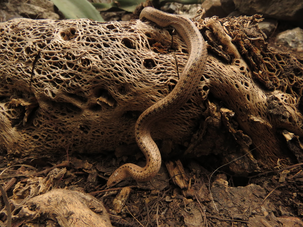 Lined Tolucan Ground Snake from San Juan, Villa de Tezontepec, Hgo ...