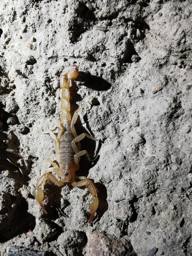 Chihuahuanus glabrimanus