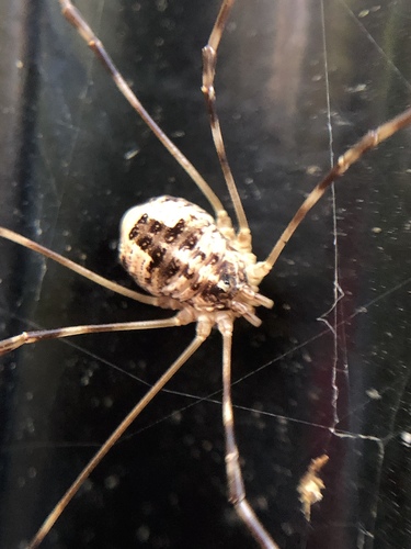 Leptobunus parvulus