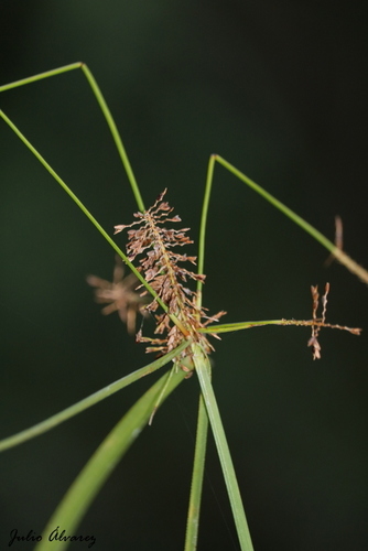 spectacular flatsedge (Cyperus spectabilis)