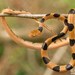 Common Tiger Snake - Photo (c) Tyrone Ping, all rights reserved, uploaded by Tyrone Ping