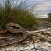 Cape Sand Snake - Photo (c) Tyrone Ping, all rights reserved, uploaded by Tyrone Ping