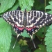 Dragon Swallowtail - Photo (c) C. Douglas Haessig, all rights reserved, uploaded by C. Douglas Haessig