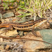 Spotted Sand Lizard - Photo (c) Tyrone Ping, all rights reserved, uploaded by Tyrone Ping