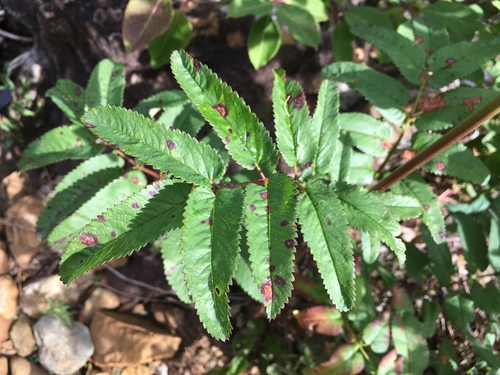 Canadian burnet
