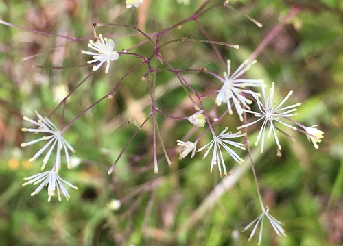 piedmont meadow-rue (Thalictrum macrostylum)