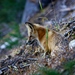Zorro Común de Sierra Nevada - Photo (c) Camden Bruner, todos los derechos reservados