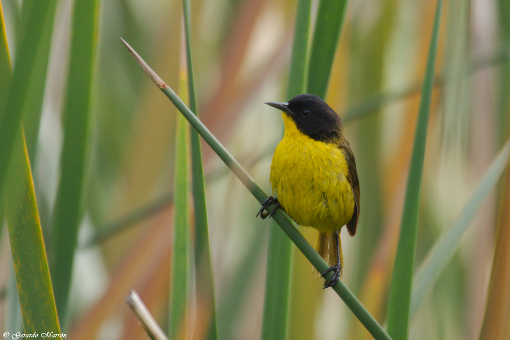 Black-polled Yellowthroat (Geothlypis speciosa) photo
