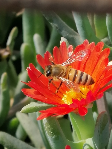 photo of Western Honey Bee (Apis mellifera)